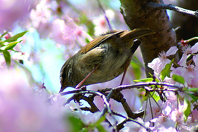町の鳥 うぐいす