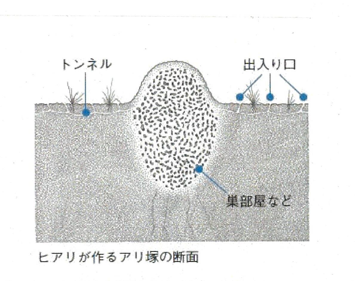 hiarinosu