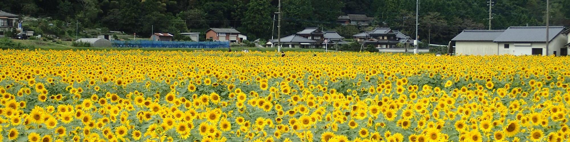 崎山のひまわり