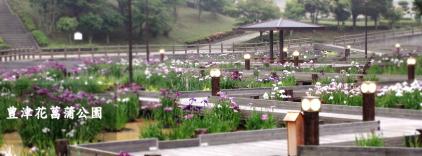 豊津花菖蒲公園