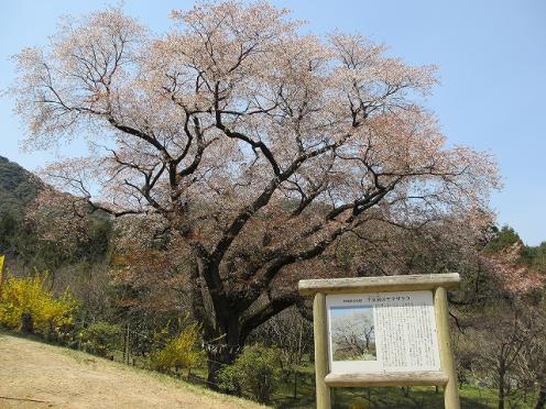 満開時の様子