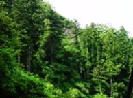 大杉のある蔵持山の景観