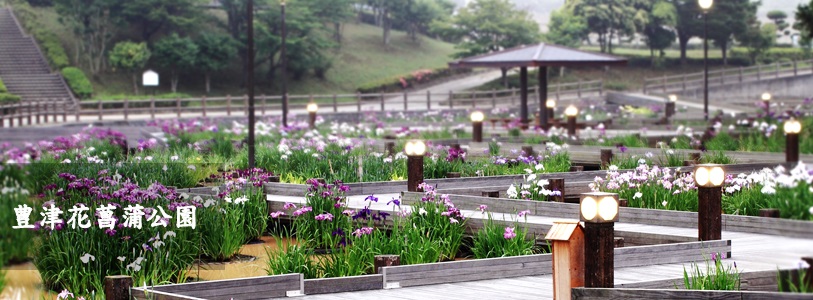 豊津花菖蒲公園