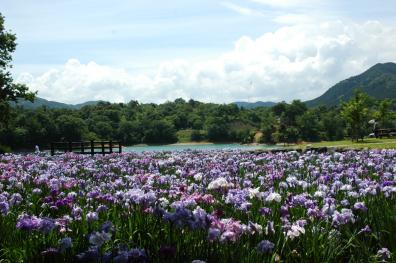 花菖蒲